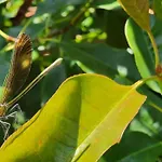 Prázdninový dům Disfruta De La Naturaleza En De Playa