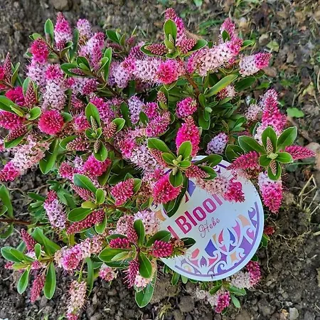 Disfruta De La Naturaleza En De Playa *