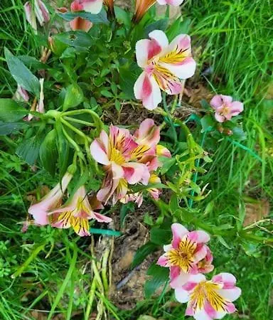 Feriehus Disfruta De La Naturaleza En De Playa *