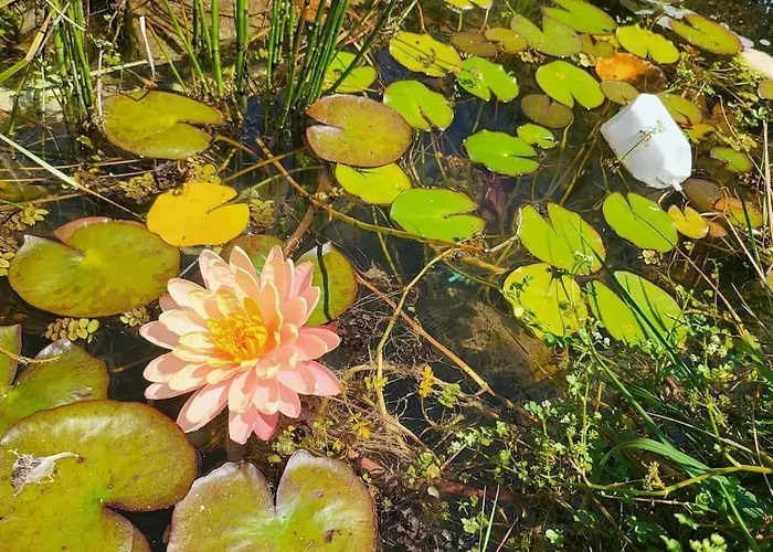 Disfruta De La Naturaleza En De Playa 펜션 Castiello de la Marina