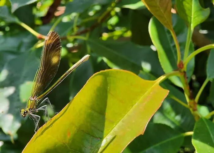 펜션 Disfruta De La Naturaleza En De Playa