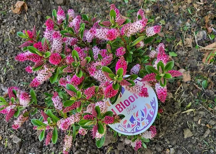 Disfruta De La Naturaleza En De Playa *