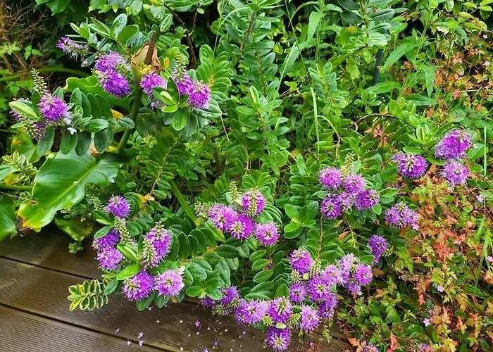 Disfruta De La Naturaleza En De Playa *