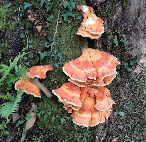 Disfruta De La Naturaleza En De Playa