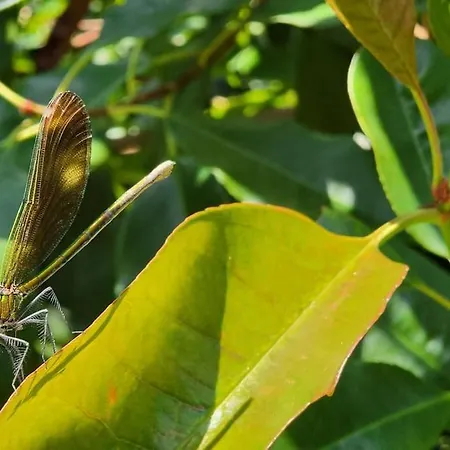 Hébergement de vacances Disfruta De La Naturaleza En De Playa