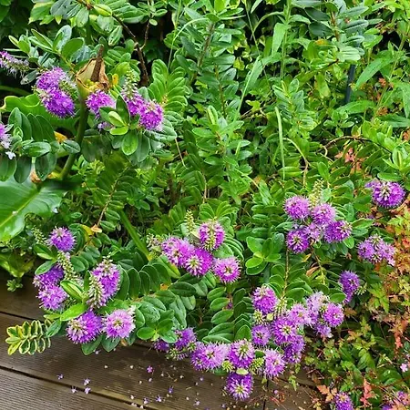 Disfruta De La Naturaleza En De Playa *